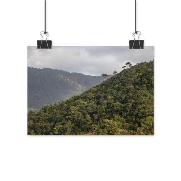 Rainforest - Image 2